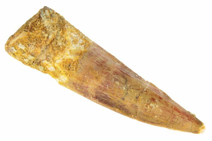 Spinosaurus Tooth - Real Dinosaur Tooth #191349